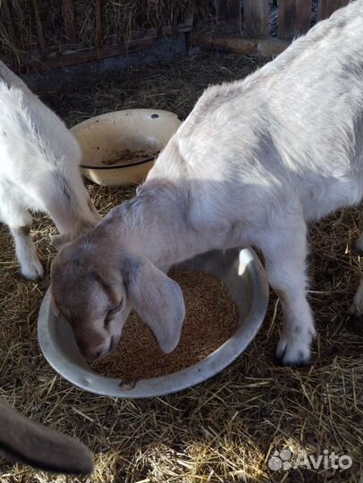 Продам козлят