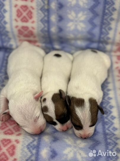 Щенки джек рассел терьер