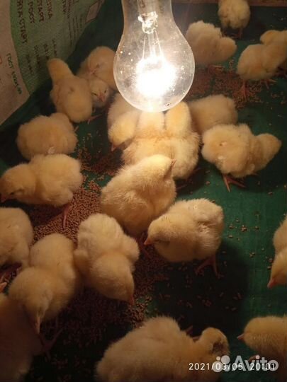 Суточная птица