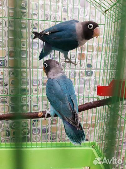 Попугай неразлучники