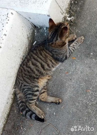 Кот бесплатно
