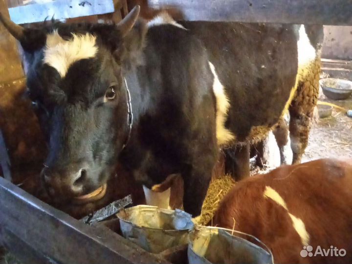 Продам телочку
