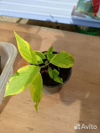 Дерен желтый