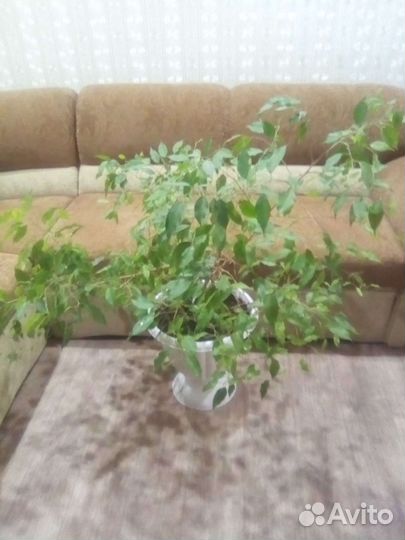 Фикус бенджамина