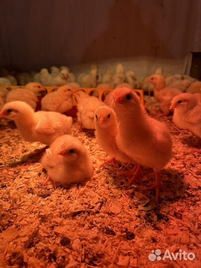 Цыплята бройлеры