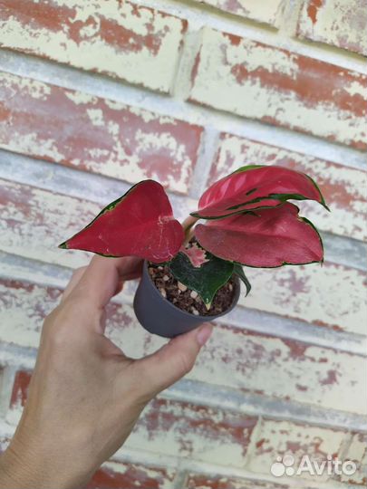 Детки Аглаонем/ разные