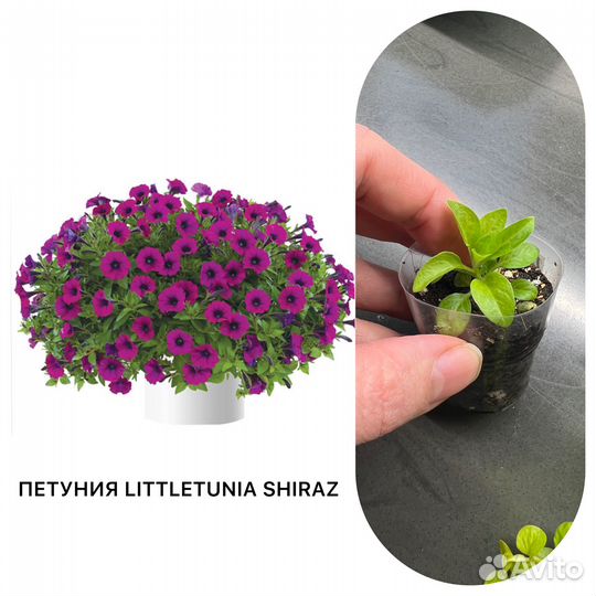 Вегетативная петуния - литлтуния