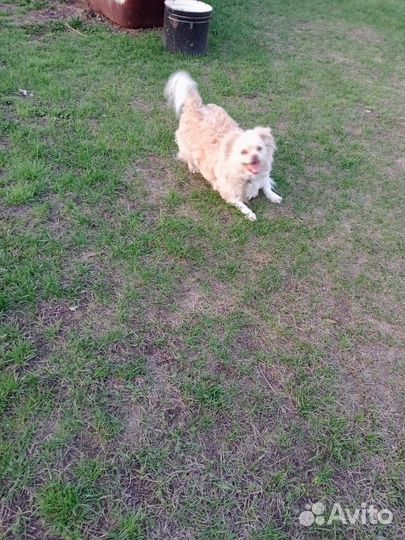 Собака в добрые руки отдам бесплатно