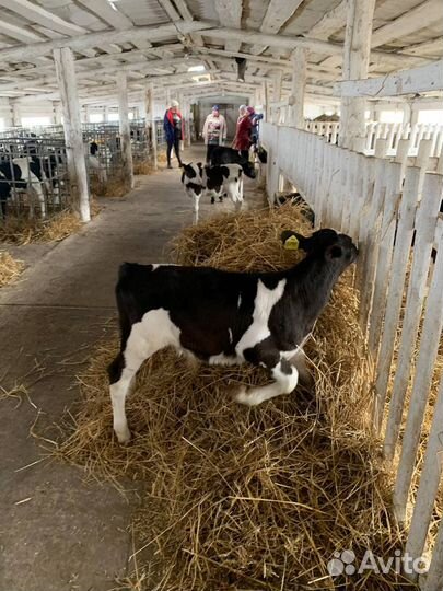 Бычки на откорм телята