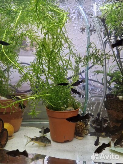 Аквариумные растения