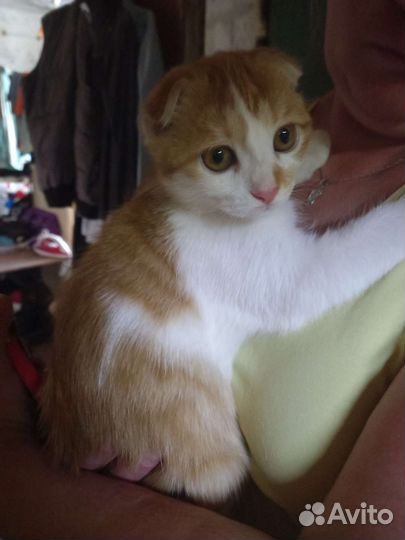 Две кошечки