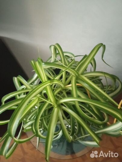 Хлорофитум кудрявый