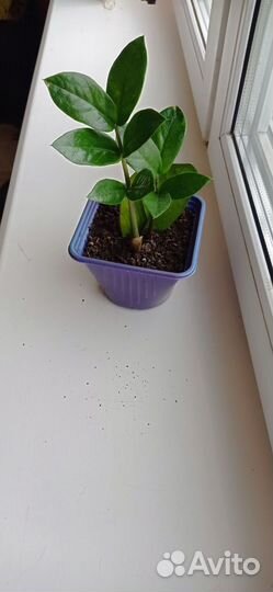 Замиокулькас