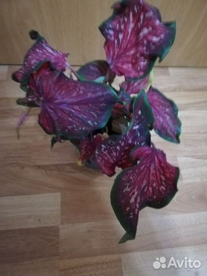 Комнатные растения, редкие и сортовые