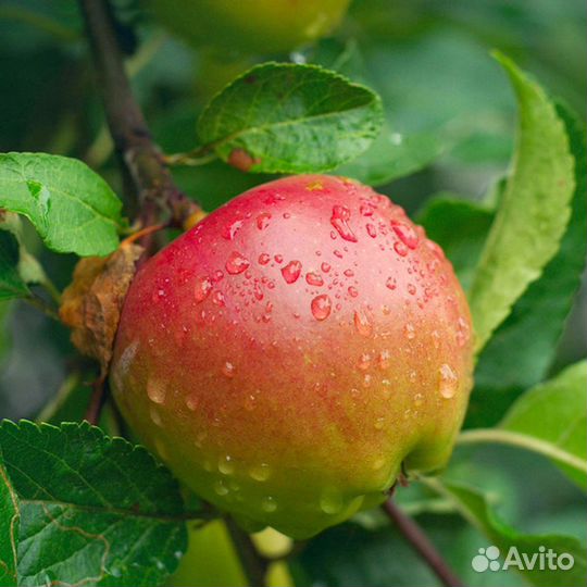 Яблоки из собственного сада