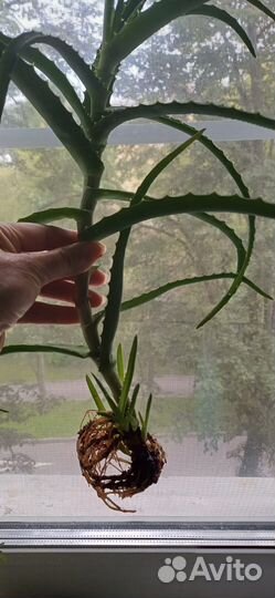 Алоэ вера и алоэ