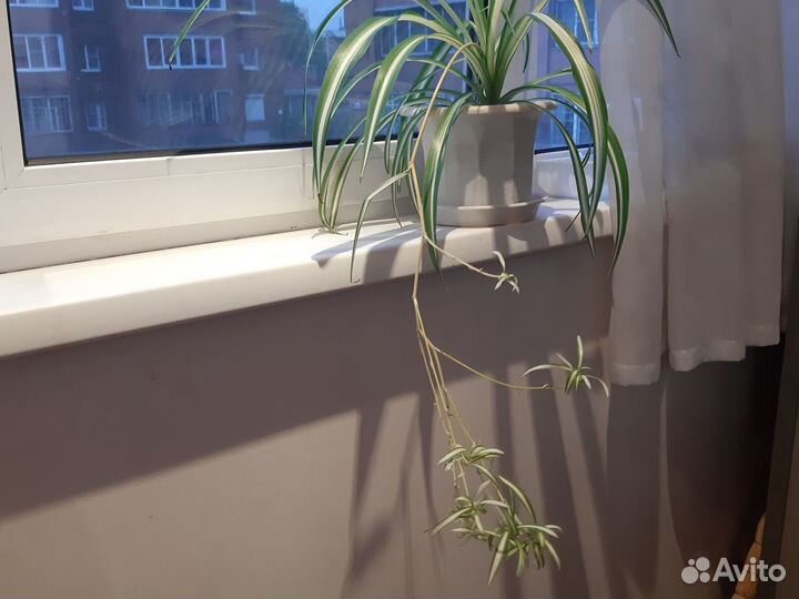 Хлорофитум