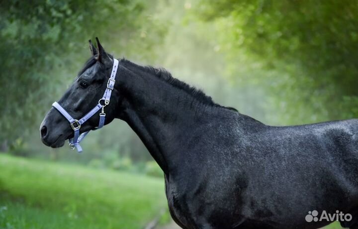 Жеребец 2019г