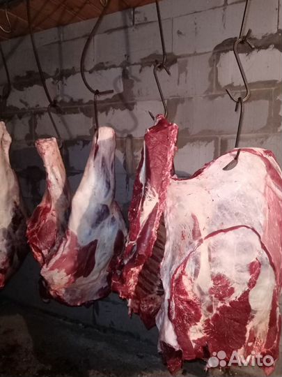 Продам мясо говядина