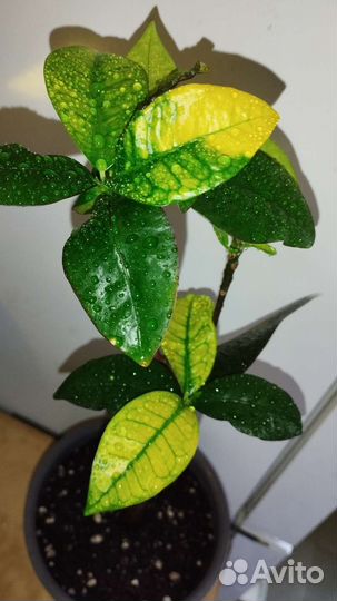 Кротон миссис Айстон, дерево штамб