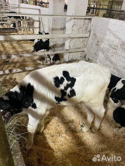 Бычки, телки, телята на откорм