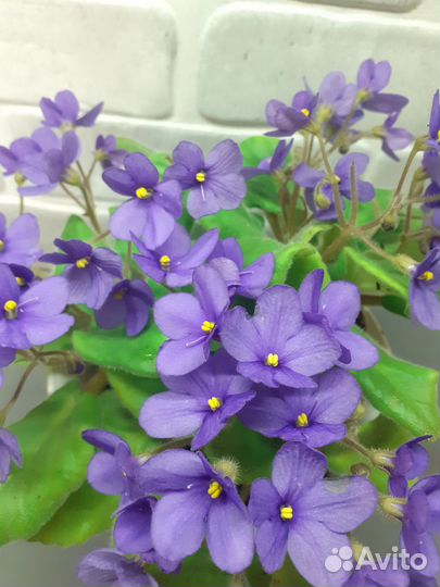 Сортовые фиалки