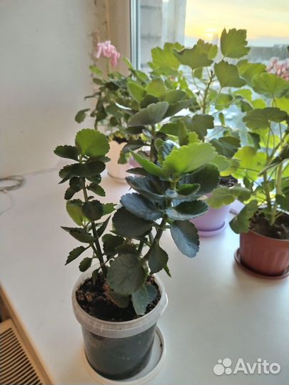 Комнатные растения