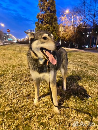 Молодой кобель в добрые руки