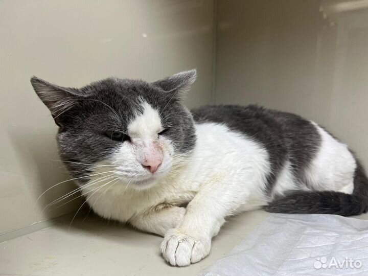 Кошки бесплатно