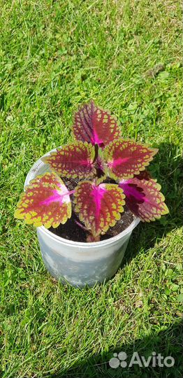 Колеус Вершаффельта бархатисто красно зелёный