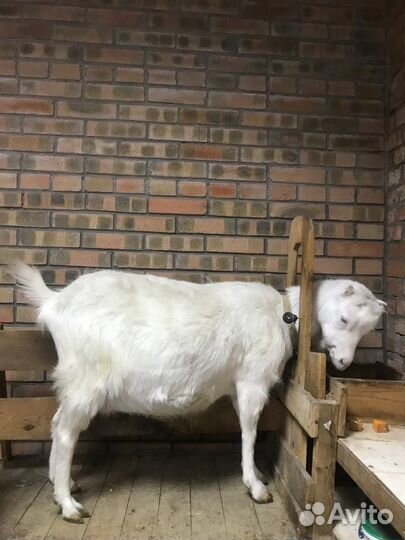 Козы ламанча дойные