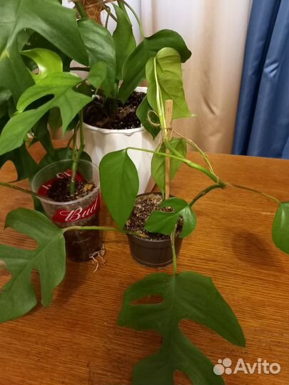 Монстера, эпипремнум,маранта,дримиопсис