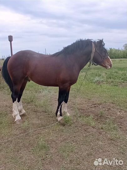 Лошади и жеребцы