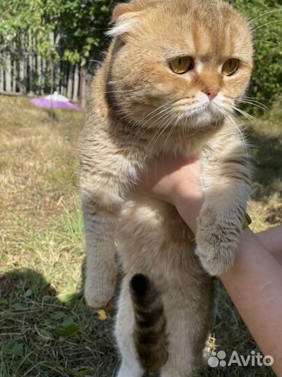 Кот на вязку