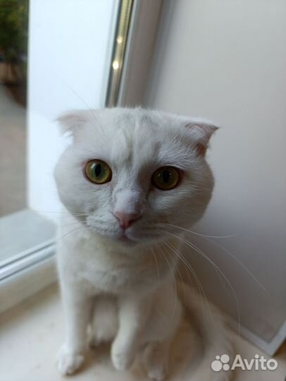 Кот 1 год