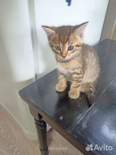 Кошка в дар бесплатно