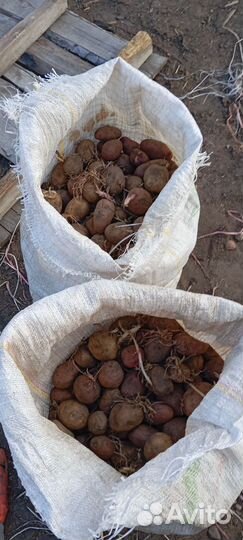 Семенной картофель