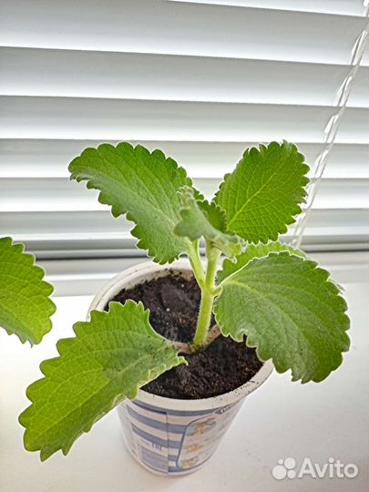 Мята, Перец острый