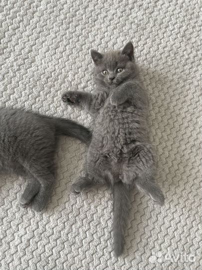 Британские котята