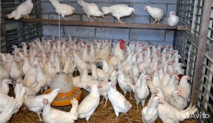 Куры молодки,Бройлер,Утки