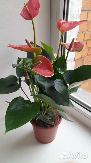 Антуриум розовый