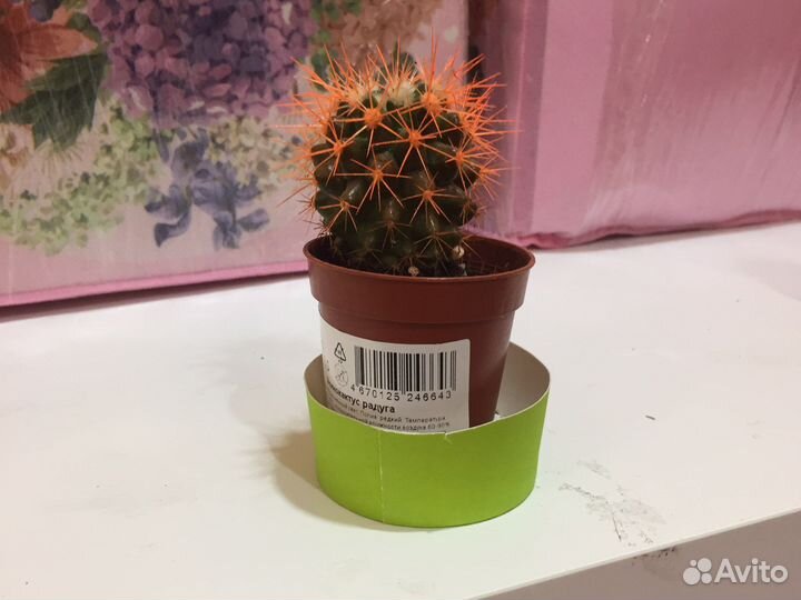 Кактусы,разных цветов