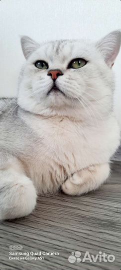 Вязка кот шиншилла ns1165