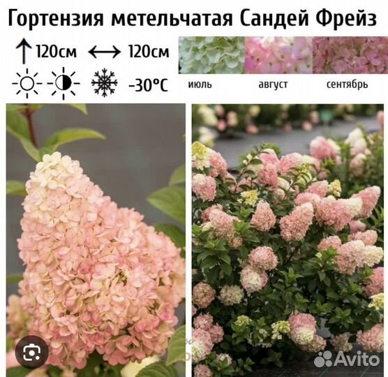Гортензия саженцы