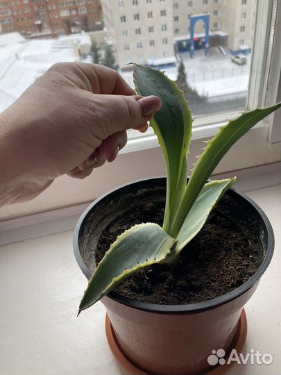 Агава голубая и американская