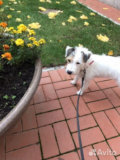 Гостиница для животных