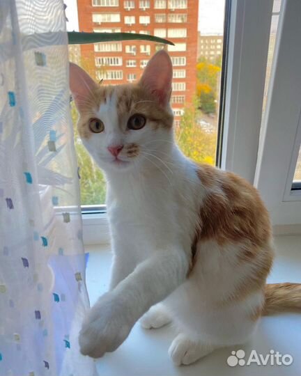 Котик в добрые руки