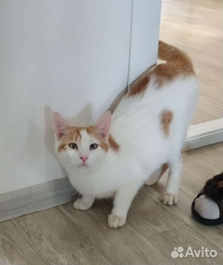 Котенок в добрые руки