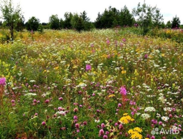 Мёд 24 года из Алтая оптом