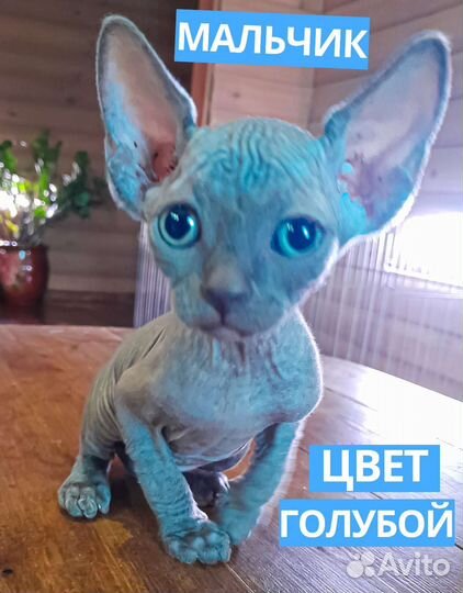 Канадский сфинкс